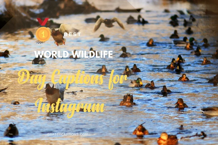 Best World Wildlife Day Captions for Instagram