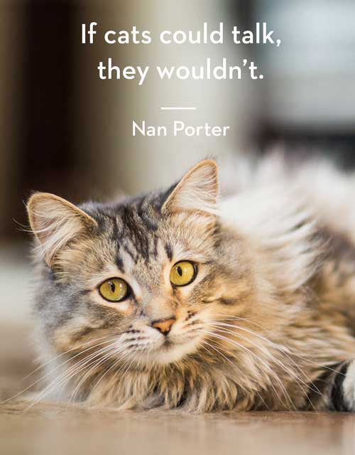 101 Purr-fect Cat Captions For Instagram Cats